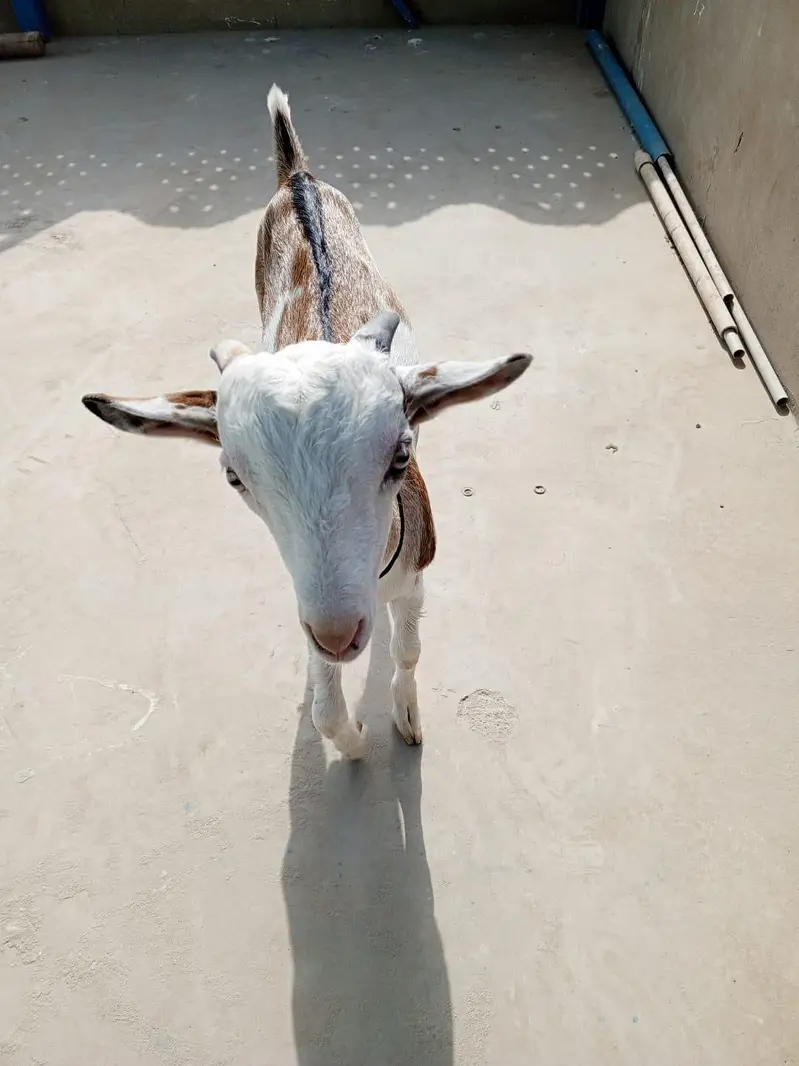 urgent sell taddi male Bakra for sale — photo 9