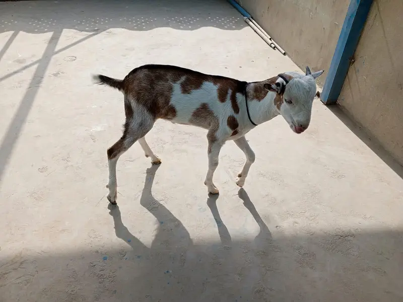 urgent sell taddi male Bakra for sale — photo 10