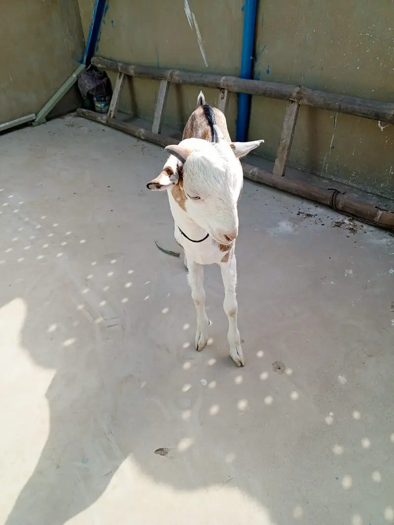 urgent sell taddi male Bakra for sale — photo 11