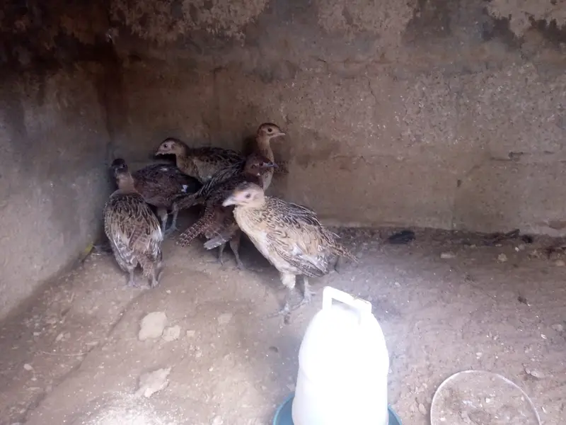 3 month old   Ringnecked Pheasant chicks for sale