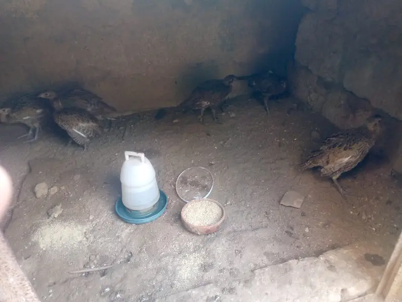 3 month old   Ringnecked Pheasant chicks for sale — photo 2