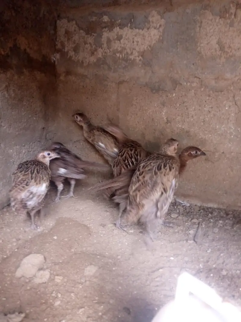3 month old   Ringnecked Pheasant chicks for sale — photo 3