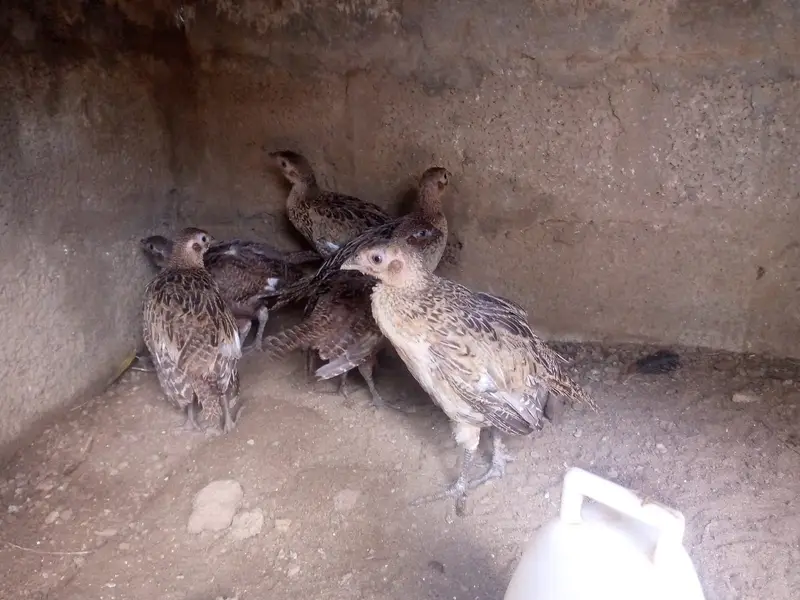 3 month old   Ringnecked Pheasant chicks for sale — photo 5