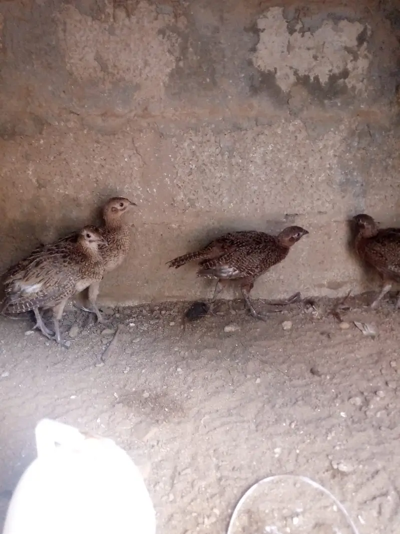 3 month old   Ringnecked Pheasant chicks for sale — photo 6