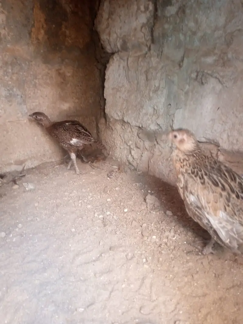 3 month old   Ringnecked Pheasant chicks for sale — photo 7