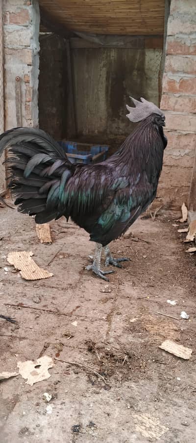 ayam cemani male