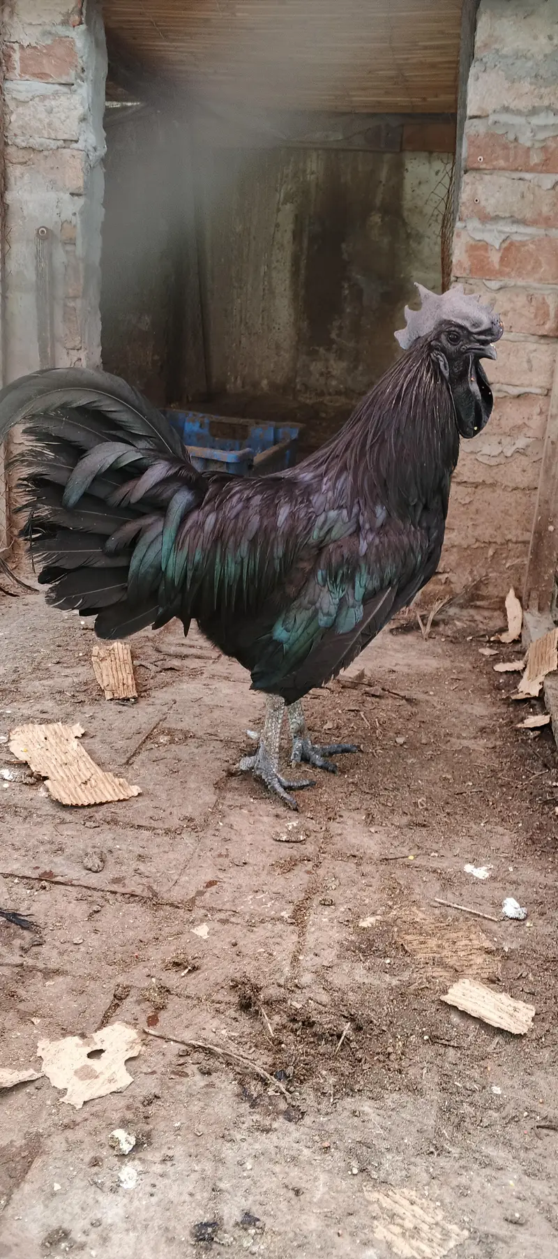 ayam cemani male — photo 2