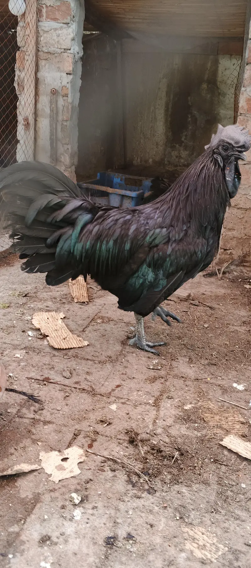 ayam cemani male — photo 3