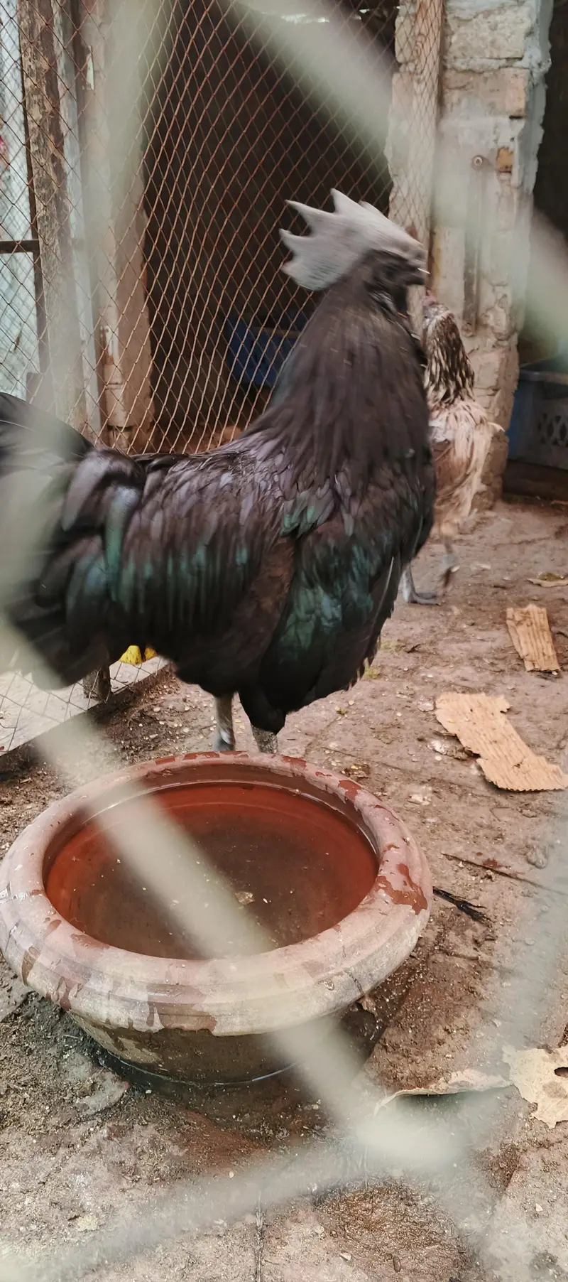ayam cemani male — photo 4