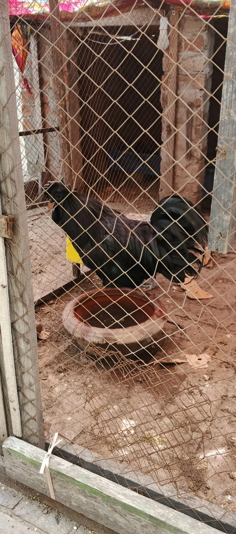 ayam cemani male — photo 5