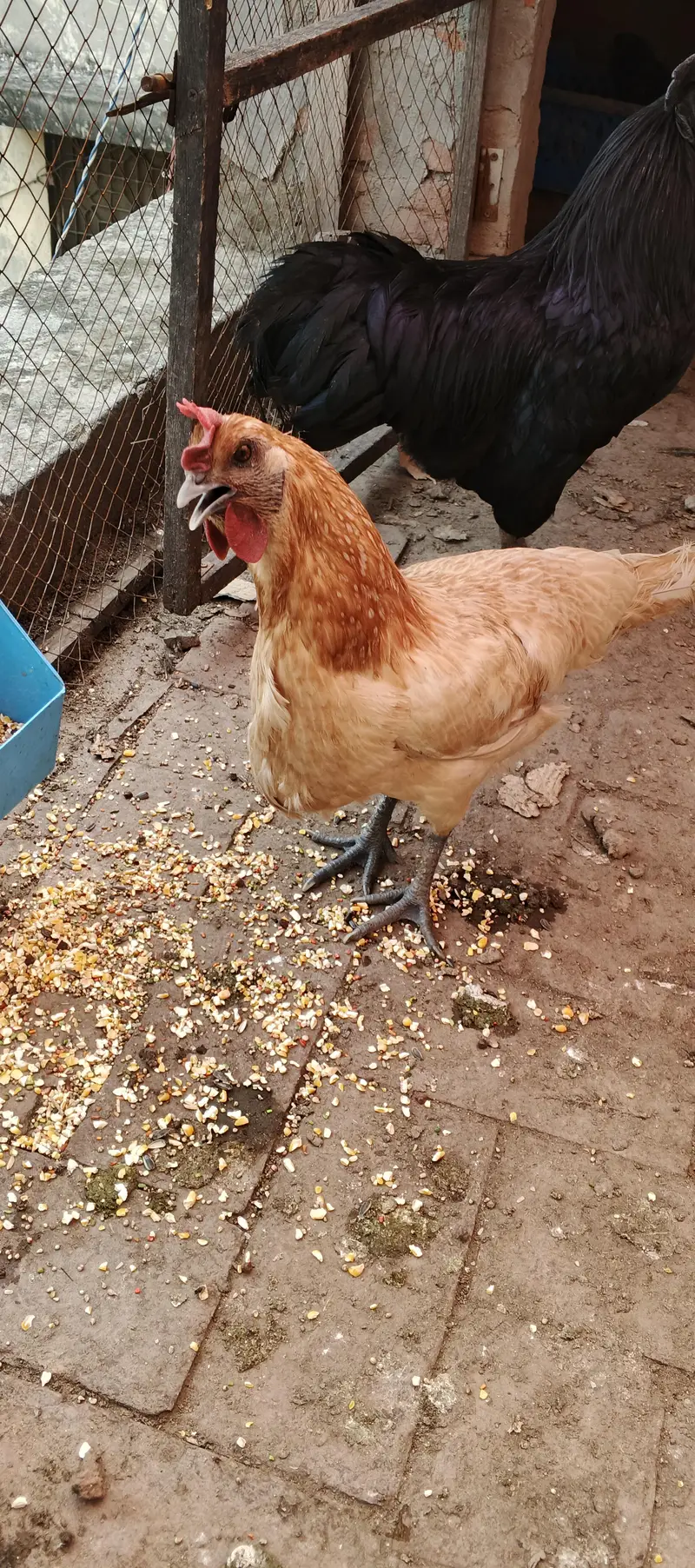 ayam cemani male — photo 6