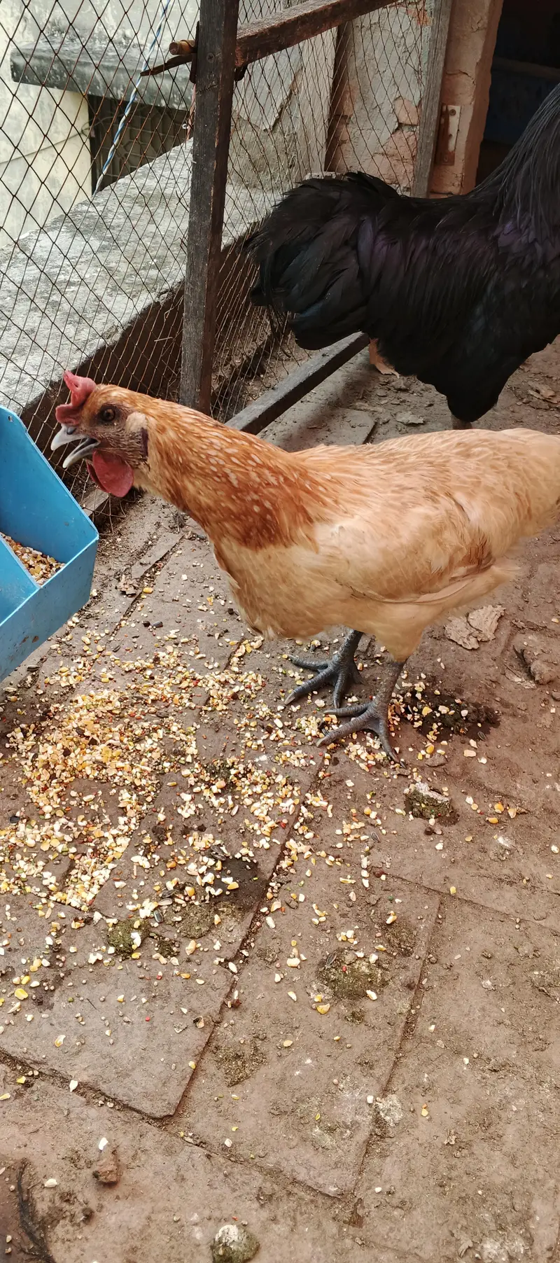 ayam cemani male — photo 7
