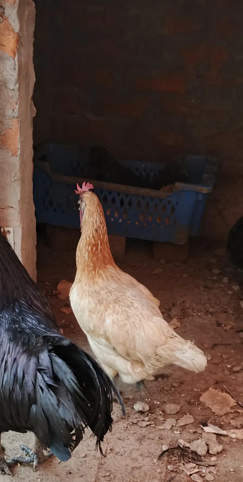 ayam cemani male — photo 8