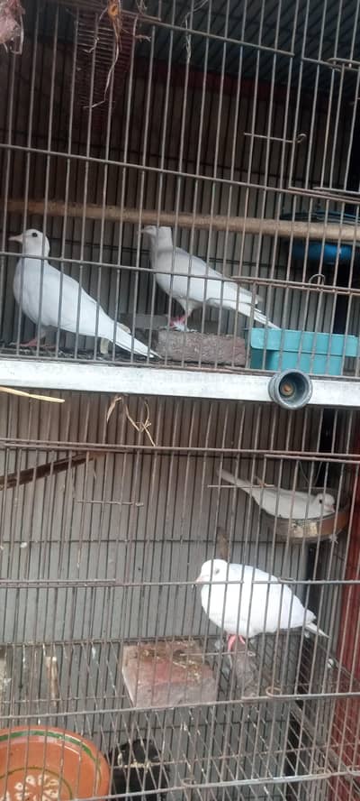 white dove confirm breader 2 pair healthy and active