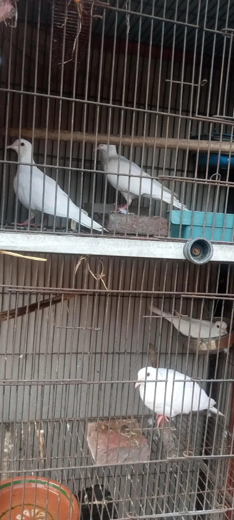 white dove confirm breader 2 pair healthy and active — photo 2