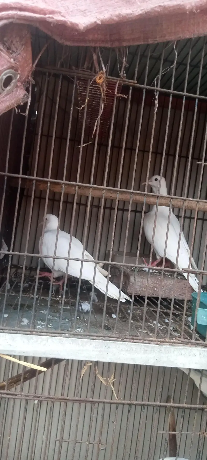 white dove confirm breader 2 pair healthy and active — photo 3