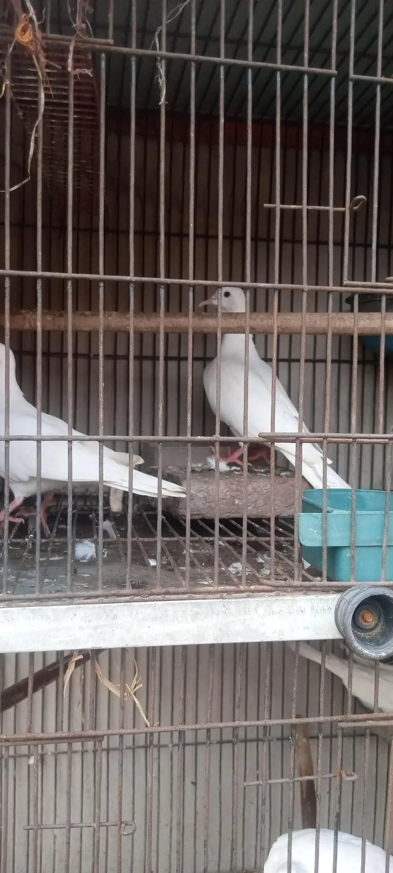 white dove confirm breader 2 pair healthy and active — photo 4