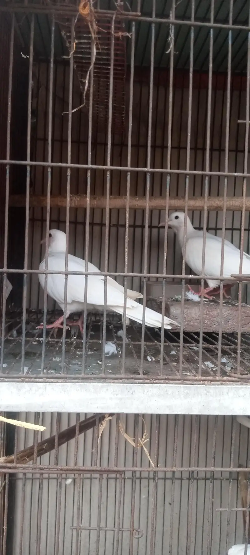 white dove confirm breader 2 pair healthy and active — photo 5
