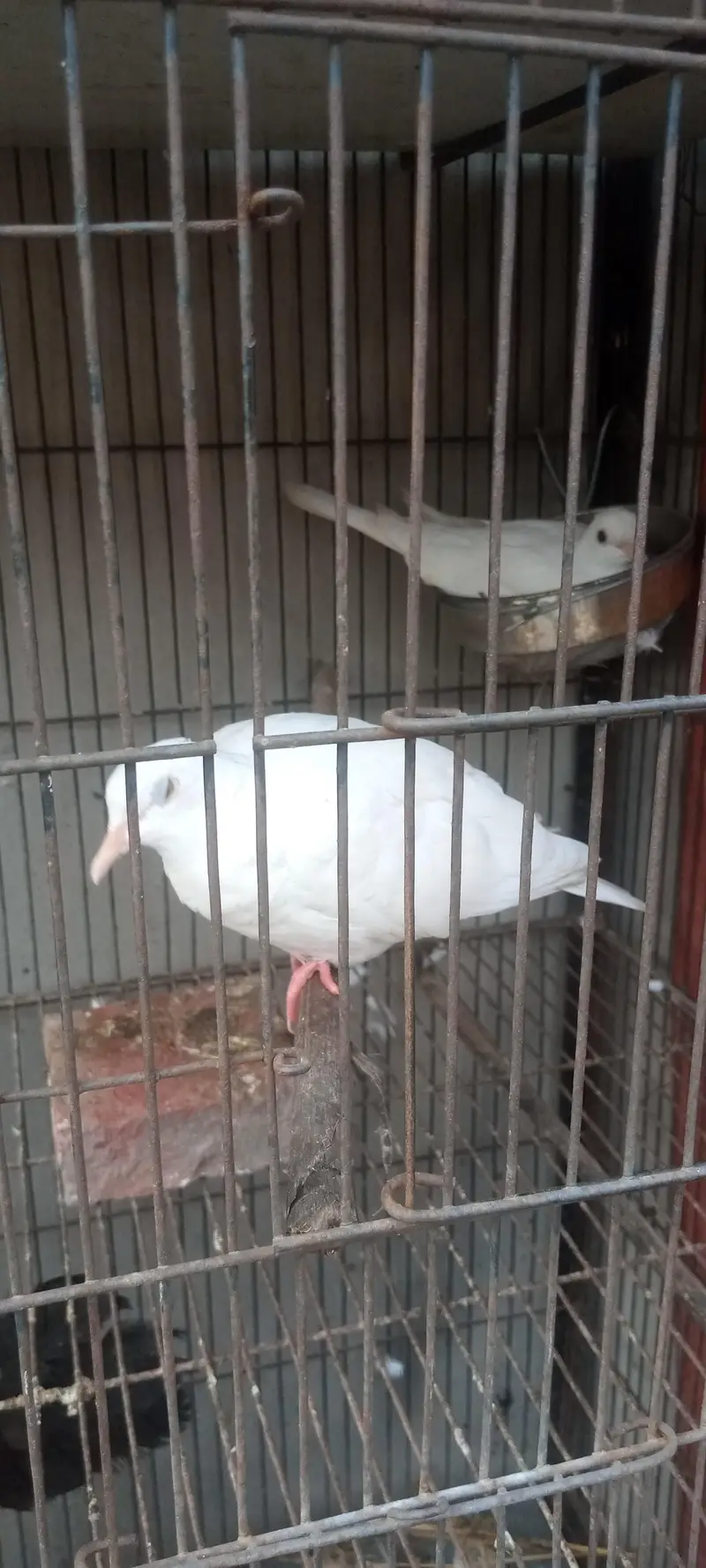 white dove confirm breader 2 pair healthy and active — photo 6