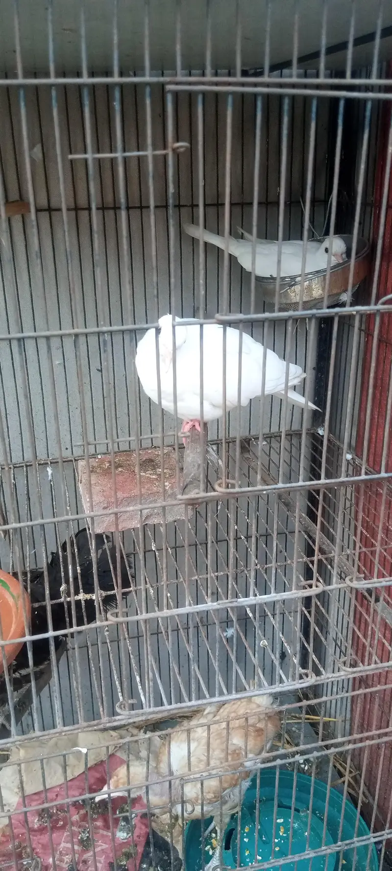 white dove confirm breader 2 pair healthy and active — photo 7