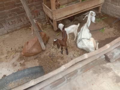 Goat/bakri/path/Teddi/dogli 5 piece
