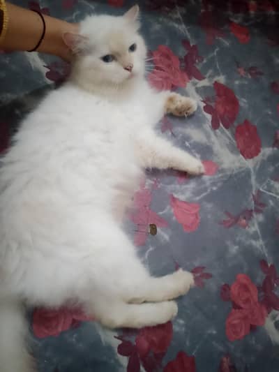 Persian cats