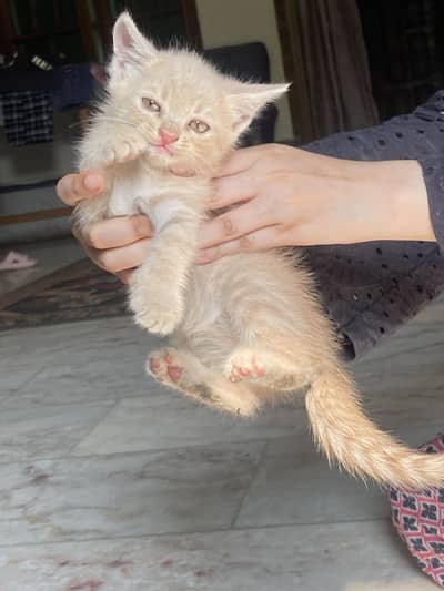 Persian kittens double coat