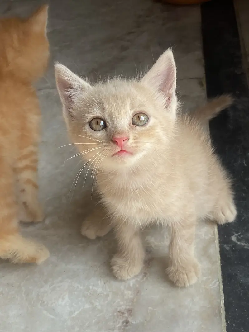 Persian kittens double coat — photo 2