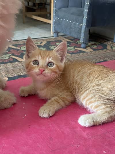 Persian kitten double coat