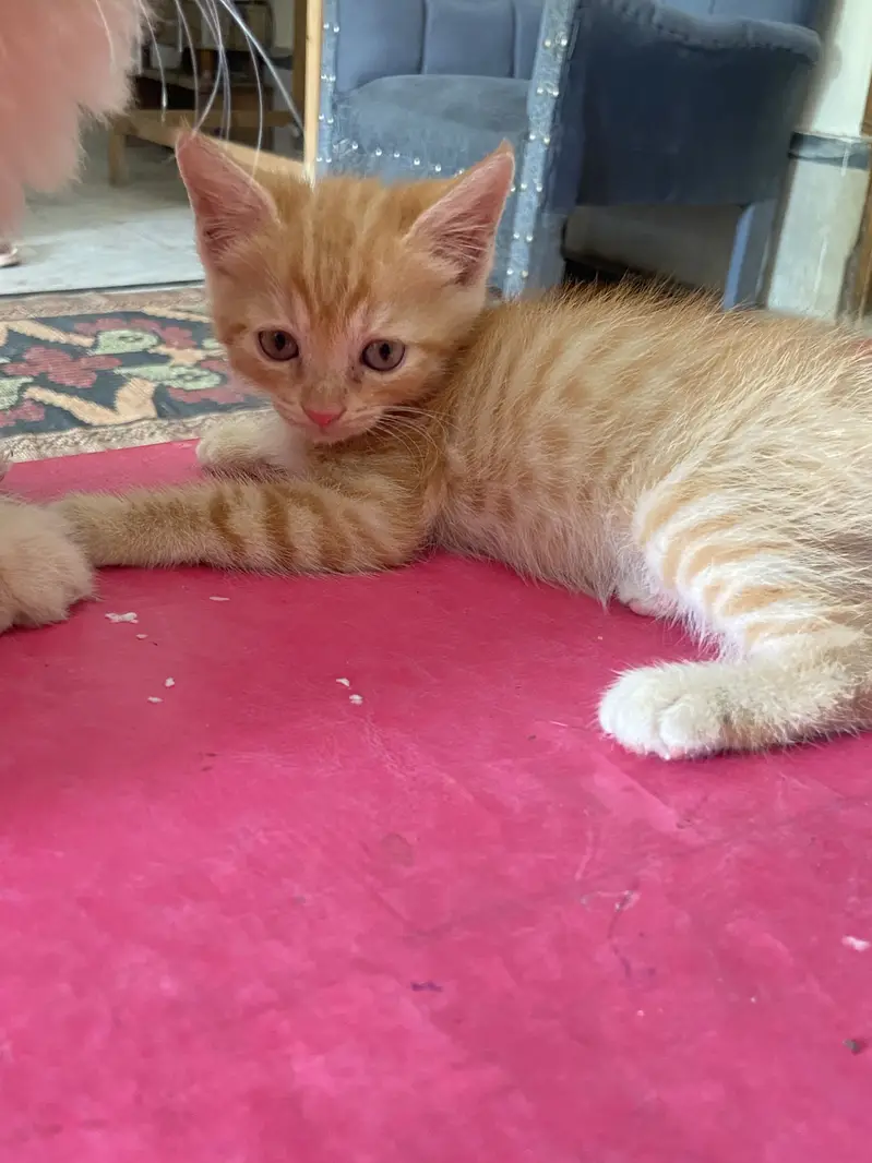 Persian kittens double coat — photo 4