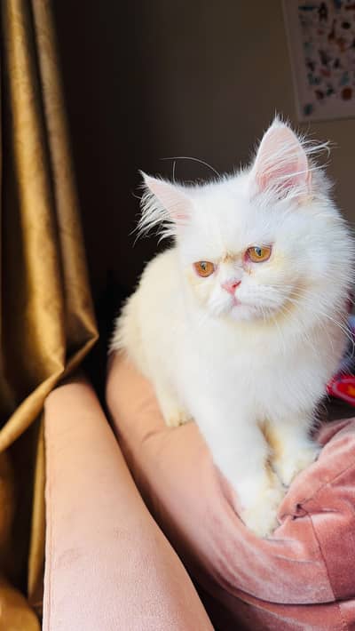 PERSIAN CAT