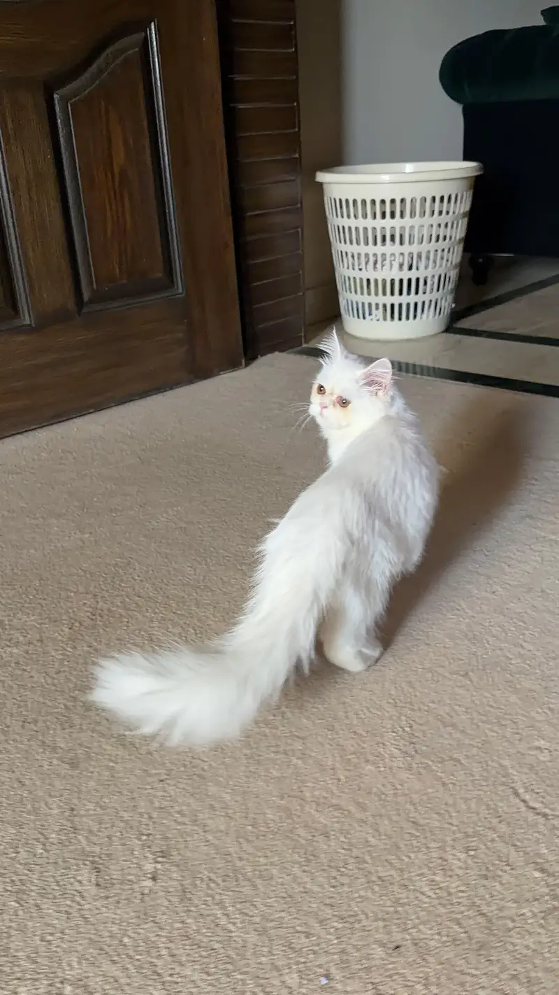 PERSIAN CAT — photo 2