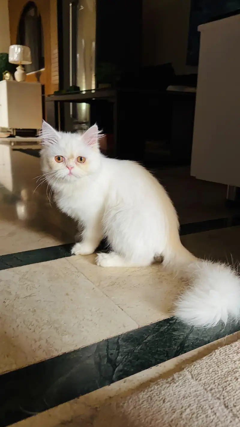 PERSIAN CAT — photo 3