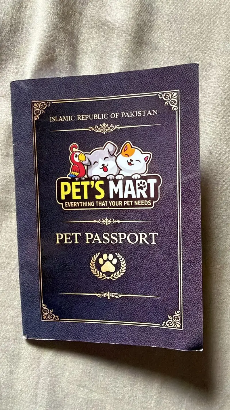 PERSIAN CAT — photo 5