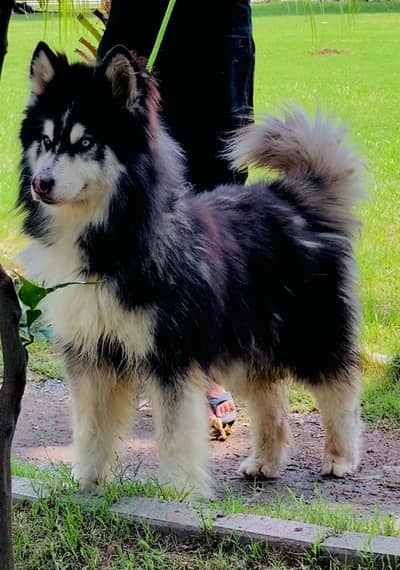 Siberian Husky male dog | blue eyes | Siberian Husky male for sale