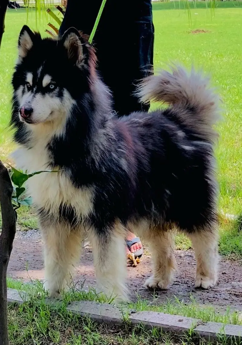 Siberian Husky male dog | blue eyes | Siberian Husky male for sale