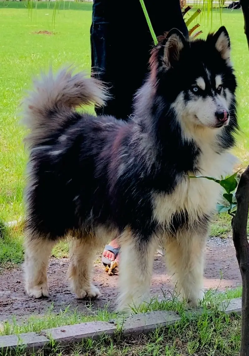 Siberian Husky male dog | blue eyes | Siberian Husky male for sale — photo 2
