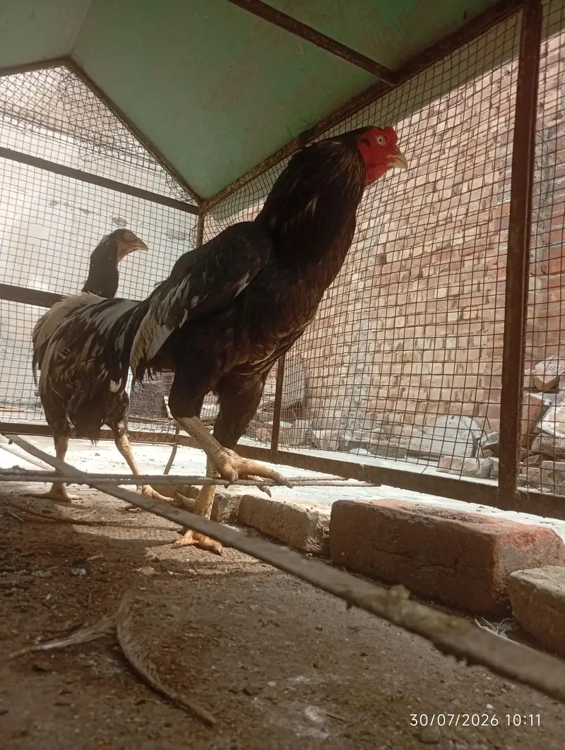 miawali aseel pair for sale — photo 2