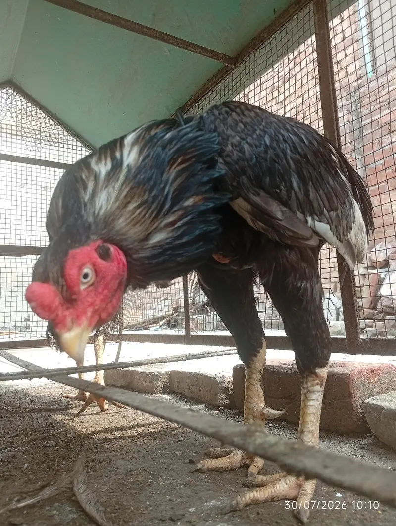 miawali aseel pair for sale — photo 4