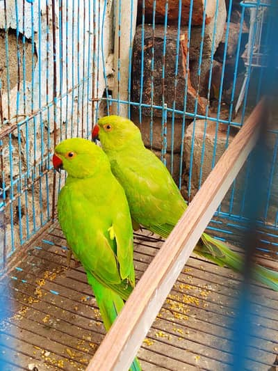 parrot urgent for sale ghar ke pair bahut acche hai 03036068703