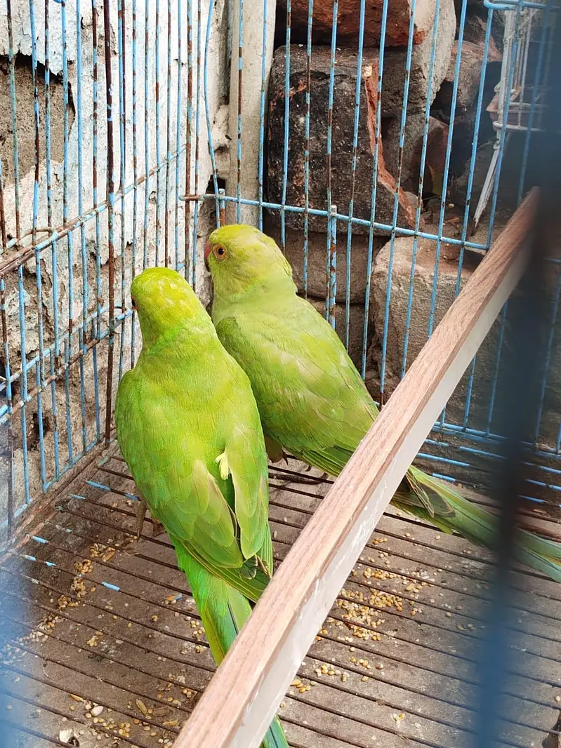 parrot urgent for sale ghar ke pair bahut acche hai 03036068703 — photo 2