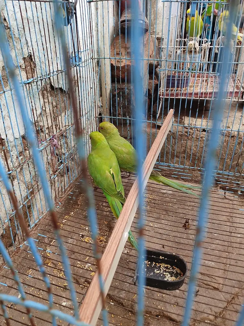 parrot urgent for sale ghar ke pair bahut acche hai 03036068703 — photo 3