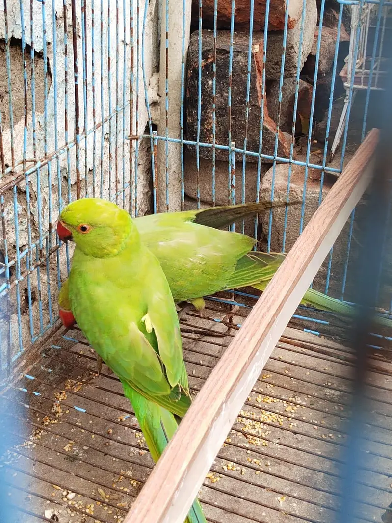 parrot urgent for sale ghar ke pair bahut acche hai 03036068703 — photo 4