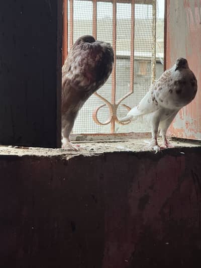 Pouter pomarian