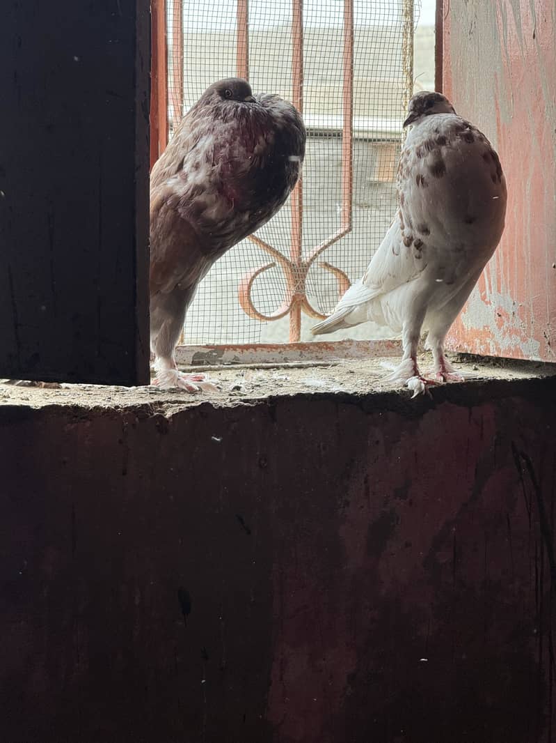 Pouter pomarian 1