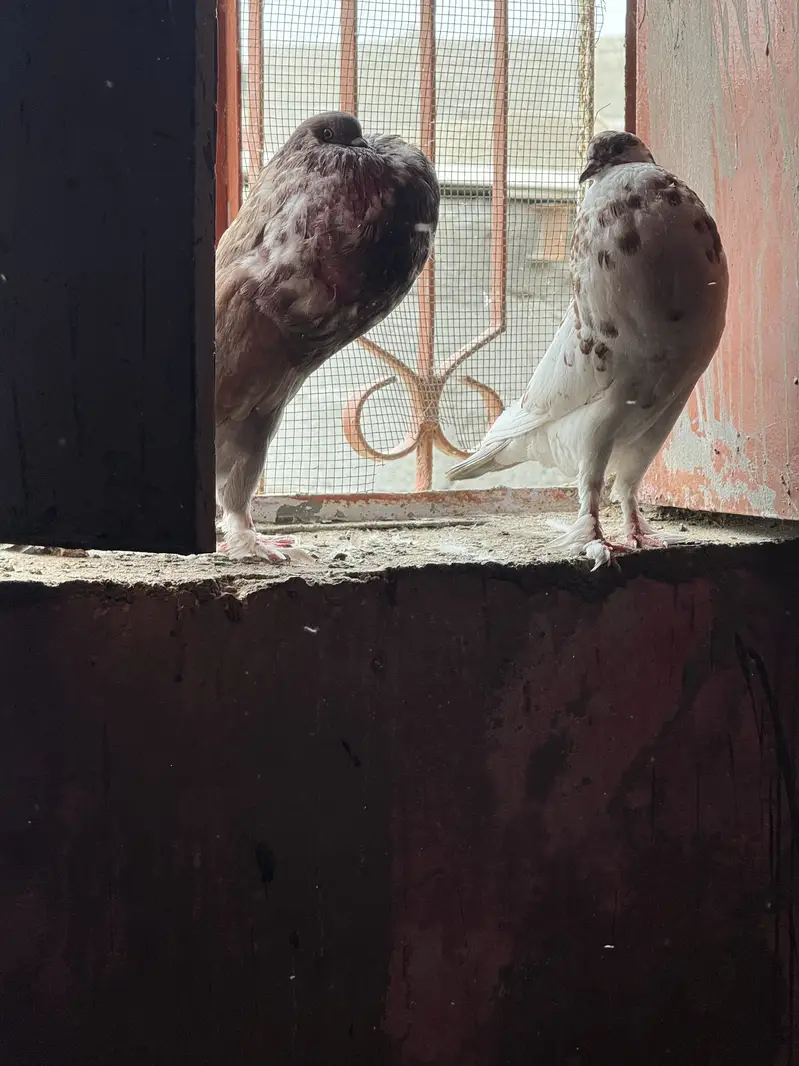 Pouter pomarian — photo 2