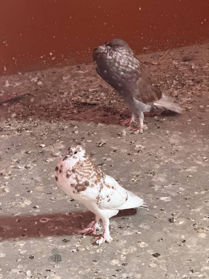 Pouter pomarian 3