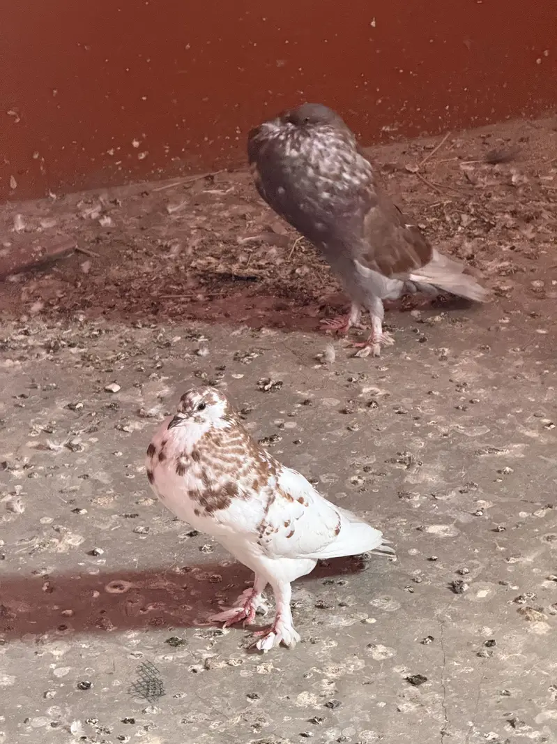 Pouter pomarian — photo 4