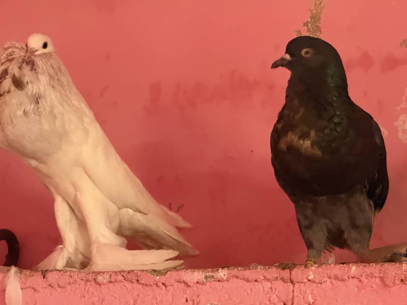 Pouter pomarian 5