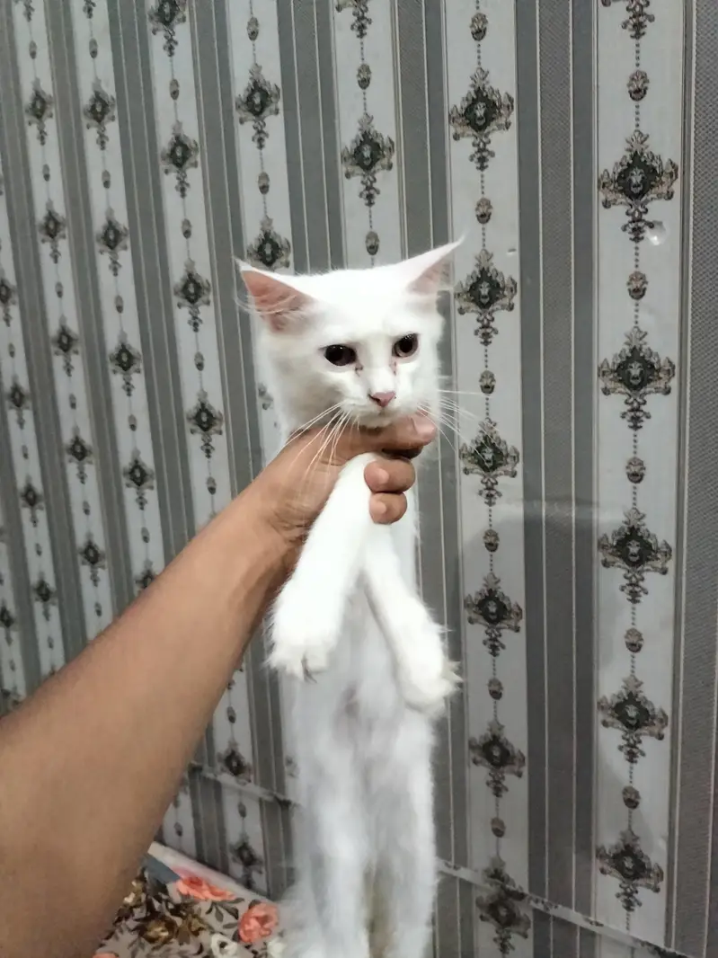 full pure white Persian cat — photo 4